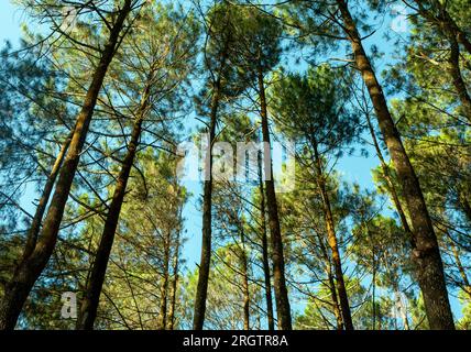 Pinus merkusii, le pin Merkus ou canopée de pin Sumatra, fond de forêt naturelle. Banque D'Images