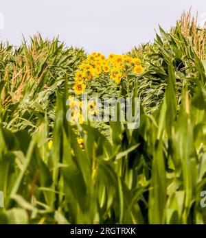 tournesol brillant avec des pétales jaunes sur un champ agricole, d'inflorescences de tournesol poussant avec le maïs en été, deux cultures agricoles Banque D'Images