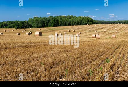 Champ agricole sur lequel il y a des piles après la récolte du blé, du blé il y avait des piles dorées de paille de Barbarie, piles de leur blé s Banque D'Images