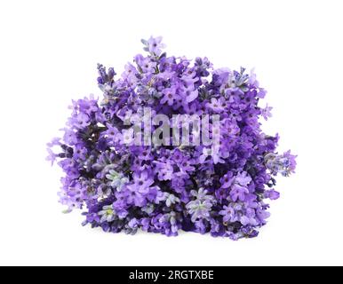 Bouquet de belles fleurs de lavande isolé sur blanc Banque D'Images
