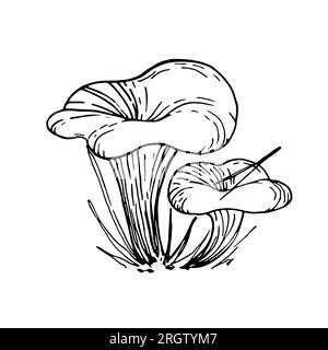 Champignons de chapeau de lait de safran, illustration de dessin à la main de doodle d'automne. pousser dans l'herbe. Aiguilles d'épicéa sur une tête de champignon. Pour autocollants, affiches, p Illustration de Vecteur