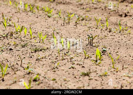 champ agricole semé de maïs doux, saison d'été avec champ de maïs non mûr, agriculture pour la production alimentaire Banque D'Images