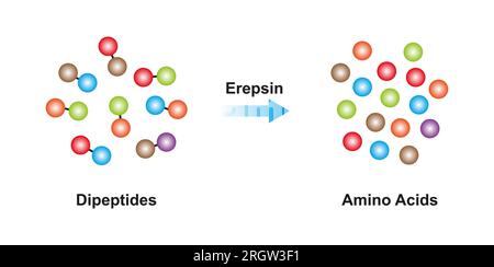 Enzyme Erepsine, illustration Banque D'Images