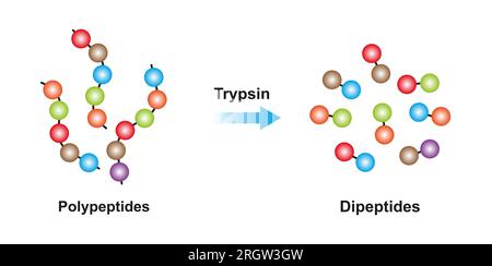 Fonction enzymatique trypsique, illustration Banque D'Images