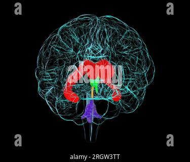 Système ventriculaire du cerveau, illustration Banque D'Images