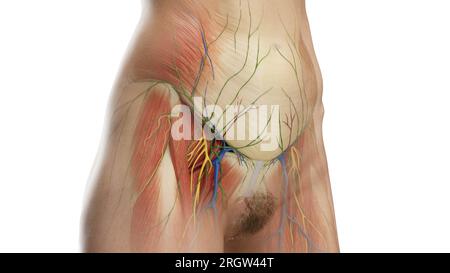 Muscles de l'abdomen et du bassin, illustration Banque D'Images