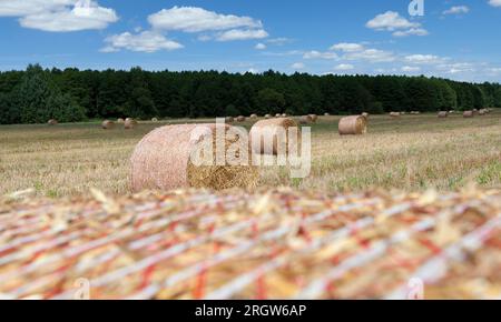 Champ agricole avec des meules de foin après la récolte du seigle, à partir du seigle il y avait des meules de foin dorées de paille de Barbarie, des meules de foin de paille de seigle, gros plan Banque D'Images