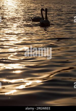 une paire de cygnes nageant au coucher du soleil, deux cygnes au printemps de l'année dans les rayons dorés au coucher du soleil, printemps sur le lac avec une paire de sw Banque D'Images