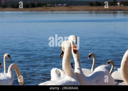 Flottant sur l'eau un groupe de cygne blanc, les oiseaux de la saison de printemps, la faune avec des cygnes et des oiseaux d'eau pendant la reproduction printanière, closeup Banque D'Images