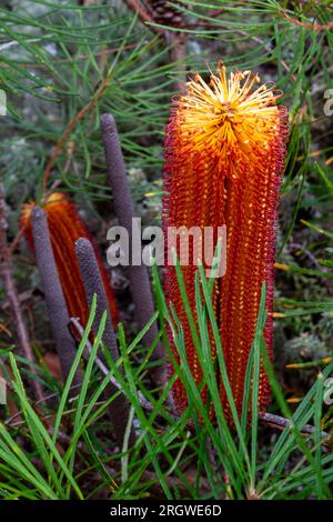 Fleur de Banksia, jaune, brosse à bouteille, Herberton, Australie Banque D'Images