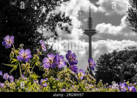 Beauté florissante : Francfort am main Skyline ornée de fleurs printanières Banque D'Images