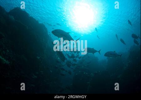 Trevally géant, Caranx ignobilis, avec soleil en arrière-plan, site de plongée Fish Bowl, Gili Lawa Laut, au nord de l'île de Komodo, parc national de Komodo, Indonésie Banque D'Images