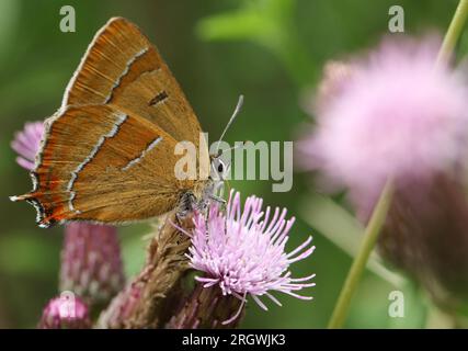 Un rare papillon brun Hairstreak, Thecla betulae, nectaring sur la fleur d'un chardon rampant. Banque D'Images
