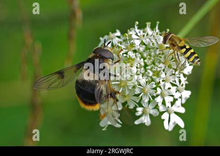 Gros plan naturel sur Eriozona syrphoides, une espèce rare, grande, imitant les bourdons à fourrure, assise sur une fleur blanche Banque D'Images