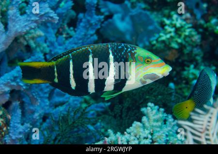 Thicklip Wrasse barrée, Hemigymnus fasciatus, site de plongée Tatawa Besar, entre les îles Komodo et Flores, parc national de Komodo, Indonésie Banque D'Images