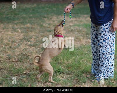 6 mois beige elle chiot sautant de liaison jouant avec la femme au parc à l'extérieur en été Banque D'Images