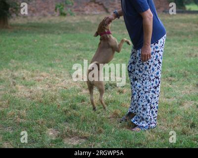 6 mois beige elle chiot sautant de liaison jouant avec la femme au parc à l'extérieur en été Banque D'Images