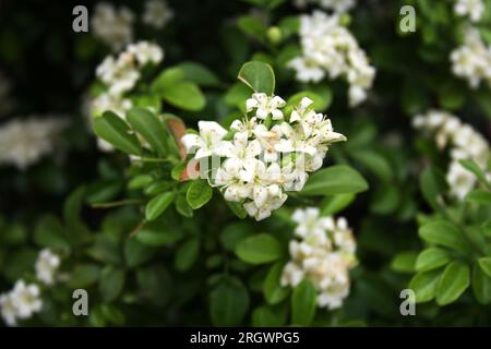 Fleurs blanches de jasmin d'orange (Murraya paniculata) (variété naine) parmi les feuillages verts : (pix Sanjiv Shukla) Banque D'Images