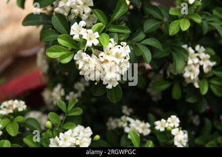 Fleurs blanches de jasmin d'orange (Murraya paniculata) (variété naine) parmi les feuillages verts : (pix Sanjiv Shukla) Banque D'Images