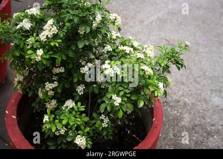 Fleurs blanches de jasmin d'orange (Murraya paniculata) (variété naine) parmi les feuillages verts : (pix Sanjiv Shukla) Banque D'Images