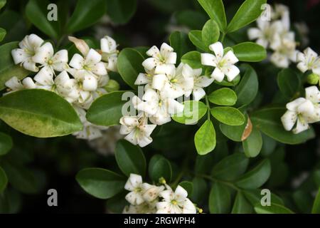 Fleurs blanches de jasmin d'orange (Murraya paniculata) (variété naine) parmi les feuillages verts : (pix Sanjiv Shukla) Banque D'Images