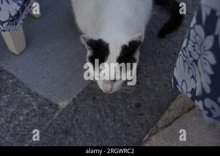 Le noir et blanc chat errant dans la ville de Rhodes port. Banque D'Images