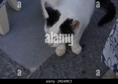 Le noir et blanc chat errant dans la ville de Rhodes port. Banque D'Images