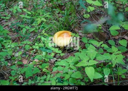 Champignon comestible au milieu de la forêt. Banque D'Images