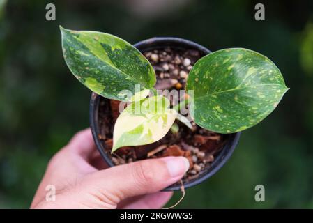 Philodendron Green congo hybride dans le pot Banque D'Images