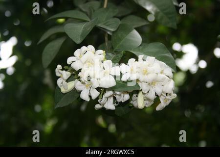 Jasmin orangé (Murraya paniculata) arbuste en fleurs : (pix Sanjiv Shukla) Banque D'Images