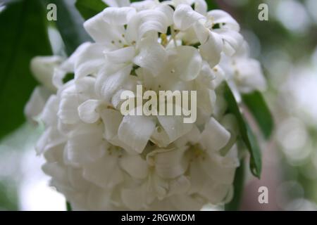 Jasmin orangé (Murraya paniculata) arbuste en fleurs : (pix Sanjiv Shukla) Banque D'Images