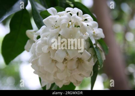 Jasmin orangé (Murraya paniculata) arbuste en fleurs : (pix Sanjiv Shukla) Banque D'Images