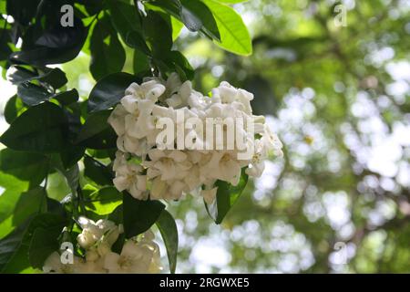Jasmin orangé (Murraya paniculata) arbuste en fleurs : (pix Sanjiv Shukla) Banque D'Images