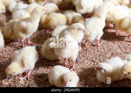 poussins de poulet génétiquement amélioré dans une ferme de volaille conventionnelle, où le poulet à griller est élevé pour la viande et d'autres produits de volaille, jeune chic Banque D'Images