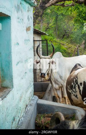 Taureaux de vache Badri avec de longues cornes attachés par corde et corde nasale dans le village d'Uttarakhand Banque D'Images