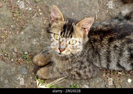 Chat tabby domestique coché d'Indonésie Banque D'Images