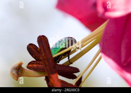 peut coléoptère rampant sur une fleur de lys en été, un coléoptère brillant dans une fleur, une petite profondeur de champ Banque D'Images