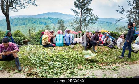 Munnar, Inde, 13 mai 2023 : cueilleurs de thé ruraux indiens avec leurs sacs contenant des feuilles de thé à la fin de la journée de travail à la plantation de thé Munnar Banque D'Images