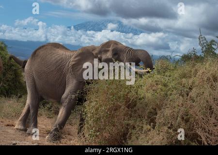 Éléphant d'Afrique, Loxodonta africana, Elephantidae, Parc national d'Amboseli, Kenya, Afrique Banque D'Images