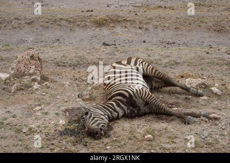 Le zèbre de Dead Grant pour la sécheresse due au changement climatique, Equus quagga boehmi, équidés, Parc National d'Amboseli, Kenya, Afrique Banque D'Images