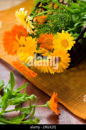 des soucis jaunes et oranges Banque D'Images