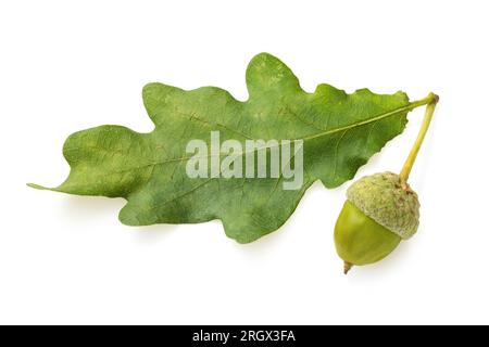Feuille de chêne avec gland isolé sur fond blanc Banque D'Images