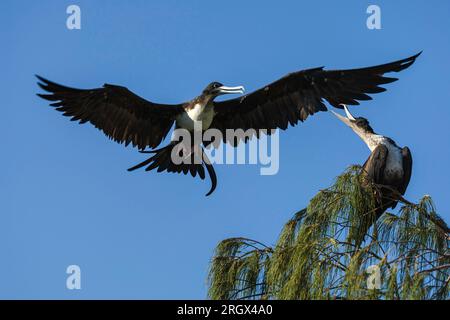 Un frigatebird moins important - Fregata ariel est averti d'atterrir dans un arbre occupé par une autre femelle frigatebird sur Lady Elliot Island. Banque D'Images