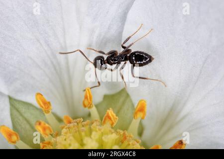 Gros plan de Whitefooted House Ant - Technomyrmex albipes marchant à travers les pétales blancs d'une fleur, Nouvelle-Zélande. Banque D'Images