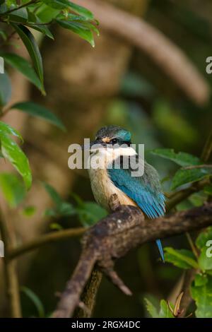 Un Martin-pêcheur sacré - Todiramphus sanctus - perché dans un arbre dans la forêt, scannant la région pour la nourriture. Nouvelle-Zélande Banque D'Images