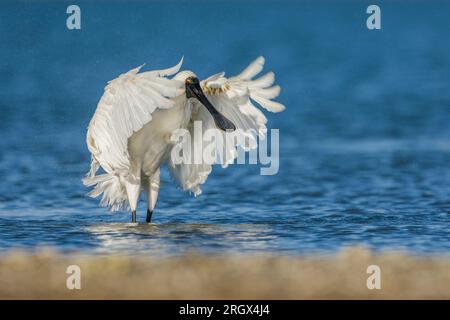 Royal Spoonbill - Platalea regia - battant ses ailes dispersant des gouttelettes d'eau dans l'air alors qu'il se baigne dans le port de Raglan, en Nouvelle-Zélande Banque D'Images