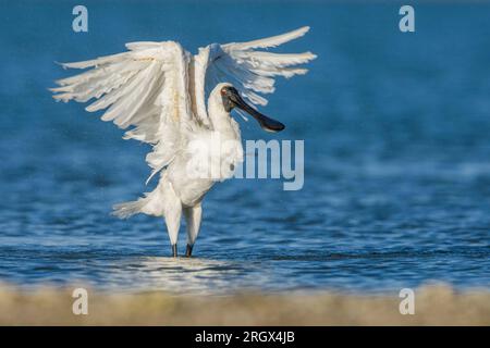 Royal Spoonbill - Platalea regia - battant ses ailes dispersant des gouttelettes d'eau dans l'air alors qu'il se baigne dans le port de Raglan, en Nouvelle-Zélande Banque D'Images