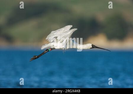 Royal Spoonbill - Platalea regia - survolé le port de Raglan. Nouvelle-Zélande Banque D'Images