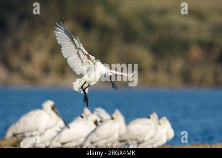 Royal Spoonbill - Platalea regia - avec des ailes déployées abaissant ses jambes lorsqu'il arrive sur terre parmi un troupeau de spatules dans le port de Raglan. NZ Banque D'Images