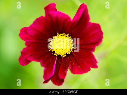 COSMOS bipinnatus 'Dazzler' en violet vif Banque D'Images